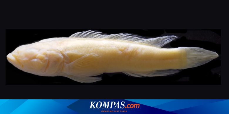 Sungai Kongo Resmi Jadi Yang Terdalam Di Bumi Ini Buktinya Halaman All Kompas Com
