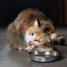 Apakah Kucing Benar-Benar Makan Tikus?