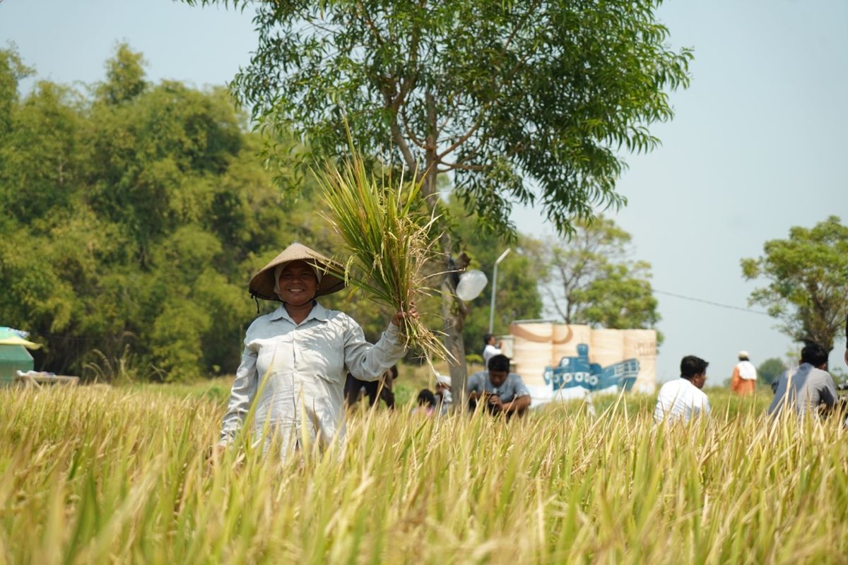 Kelompok petani lahan kering di Desa Petaonan, Bangkalan, Madura, memanen padi untuk kedua kalinya tahun ini di sawah yang mendapatkan pengairan dari fasilitas ?Sumber Air Berkah? Program Tanggung Jawab Sosial dan Lingkungan PT Pelindo Marine Service

