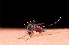 Cara Mengusir Nyamuk dengan Jeruk Nipis dan Cengkih