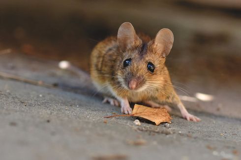 Cara Mengusir Tikus di Rumah Menggunakan Bubuk Cabai Merah