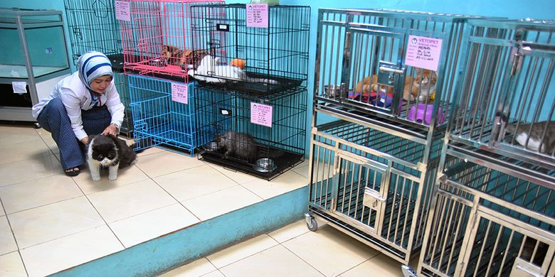 Dokter hewan memeriksa kesehatan sejumlah kucing yang dititipkan di Vetopet Animal Clinik, Cibinong, Kabupaten Bogor, Jawa Barat, Jumat (31/5/2019). Permintaan penitipan hewan di klinik tersebut mengalami peningkatan jelang lebaran dari biasanya 10 hingga 20 hewan per minggu menjadi 50 hingga 70 hewan per minggu dari berbagai wilayah di Jabodetabek dengan tarif Rp50 ribu hingga Rp100 ribu per hari tergantung fasilitas pelayanan.