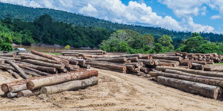 Kayu-kayu hasil pembalakan liar tergeletak di sepajang sungai Mahakam di Kalimantan