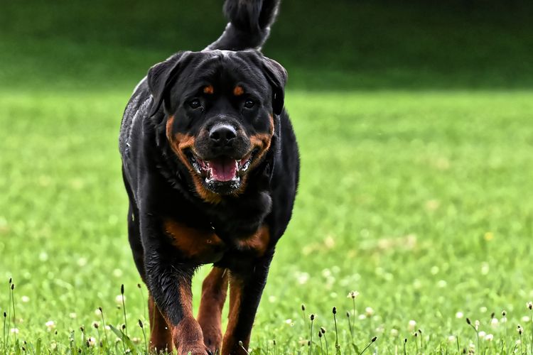 Ilustrasi anjing jenis Rottweiler. 