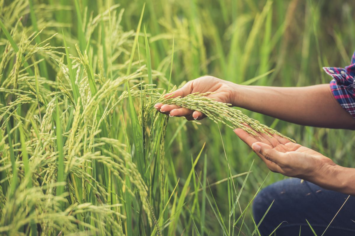 Ilustrasi tanaman padi. Peneliti UGM kembangkan varietas padi baru, padi amphibi Gamagora.