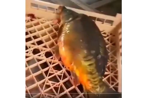 Viral, Video Ikan Masih Menggelepar Setelah Tubuhnya Dibelah Jadi 2, Kok Bisa?