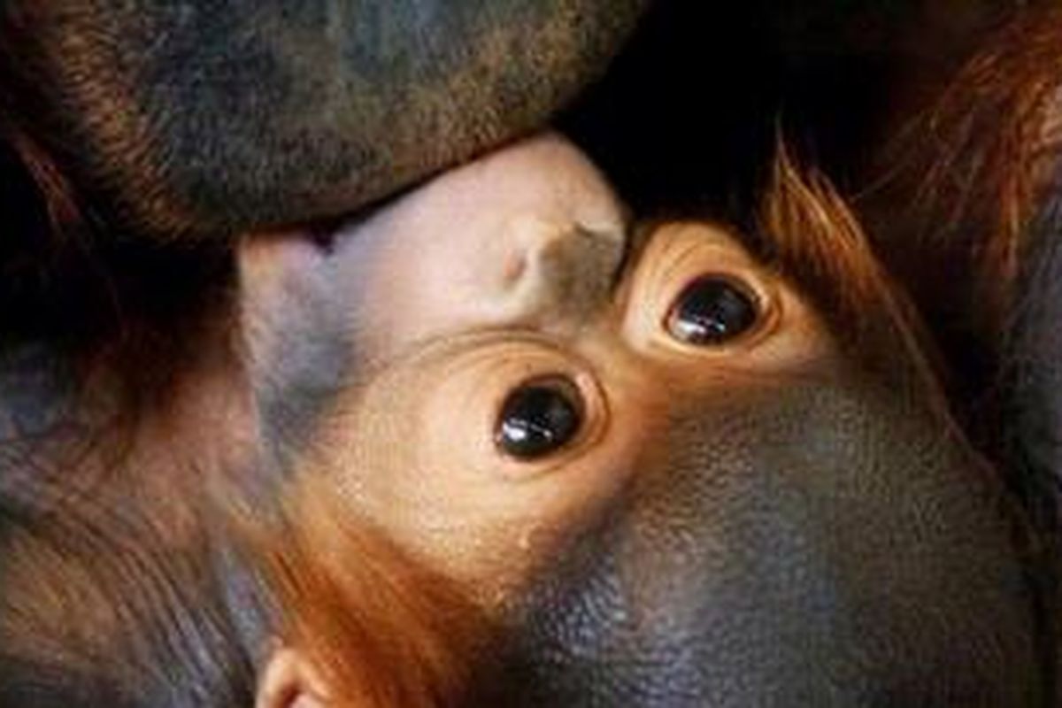 Sarah, induk orangutan (Pongo pygmaeus) membelai dan menciumi anaknya yang berusia satu bulan bernama Zumi di Kebun Binatang Bandung, Tamansari, Bandung, Jawa Barat, Senin (12/4/2010). Bayi orangutan dari pejantan Simon (40) ini diharapkan bisa menjadi penerus populasi satawa orangutan yang terancam punah. 
