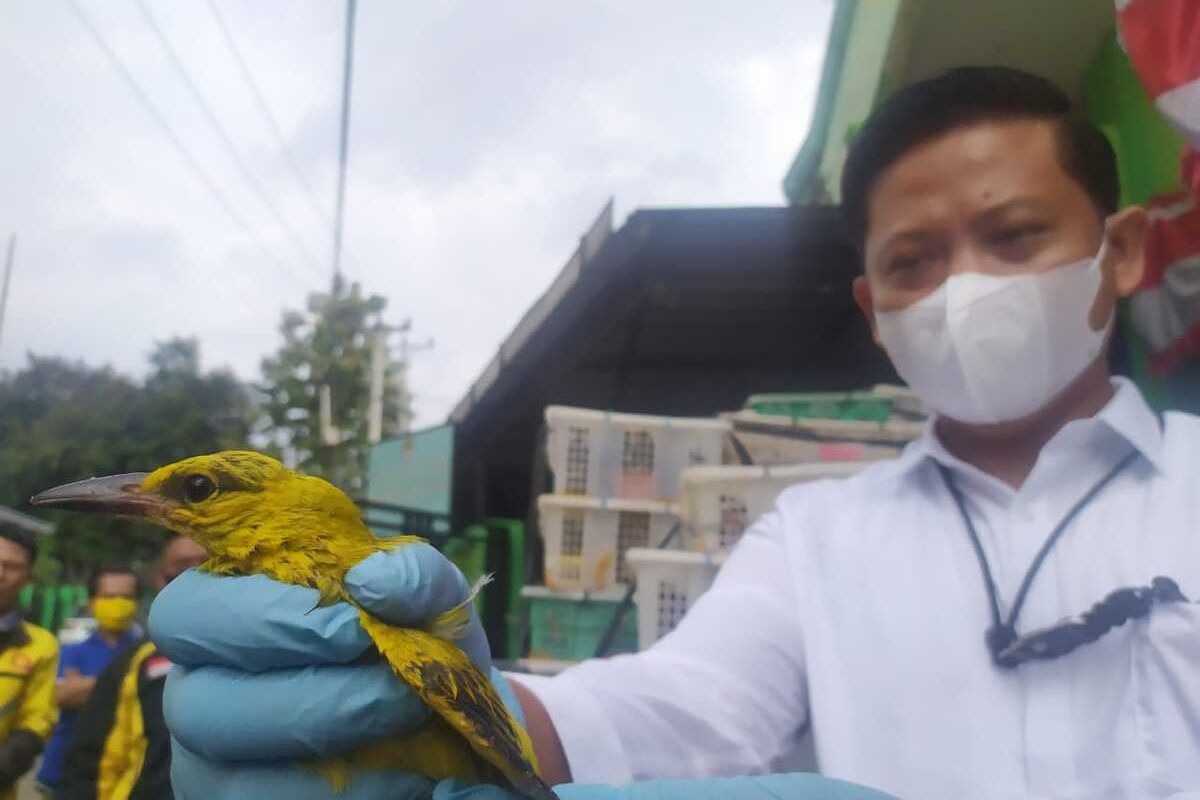 Burung kicau dari hutan yang penyelundupannya digagalkan petugas di Pelabuhan Bakauheni.