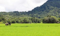 Soal Program Food Estate Pemerintah, Begini Tanggapan Akademisi
