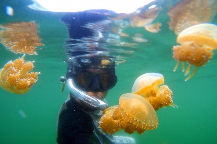 Berenang dengan ubur-ubur di Danau Paisu Batongan, Desa Wisata Mbuang-mbuang, Sulawesi Tengah