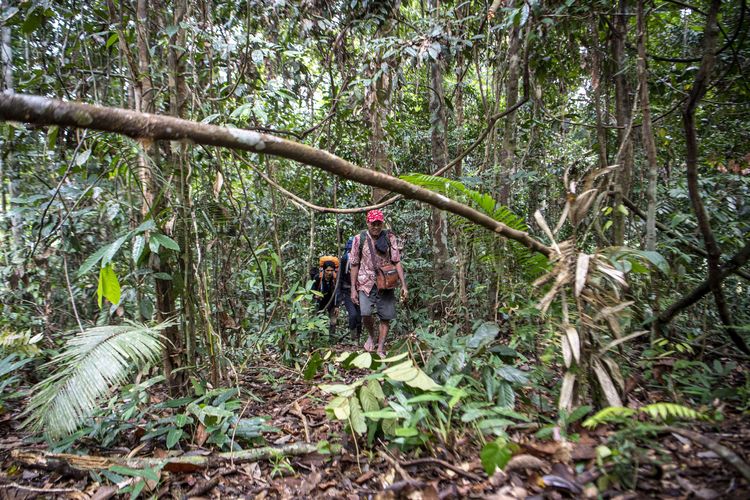 200 Hektar Hutan Kawasan TNKS di Rejang Lebong Dirambah Jadi Perkebunan Kopi