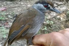 172 Tahun Hilang, Burung Pelanduk Kalimantan Kembali Ditemukan Warga, Difoto Lalu Dilepaskan