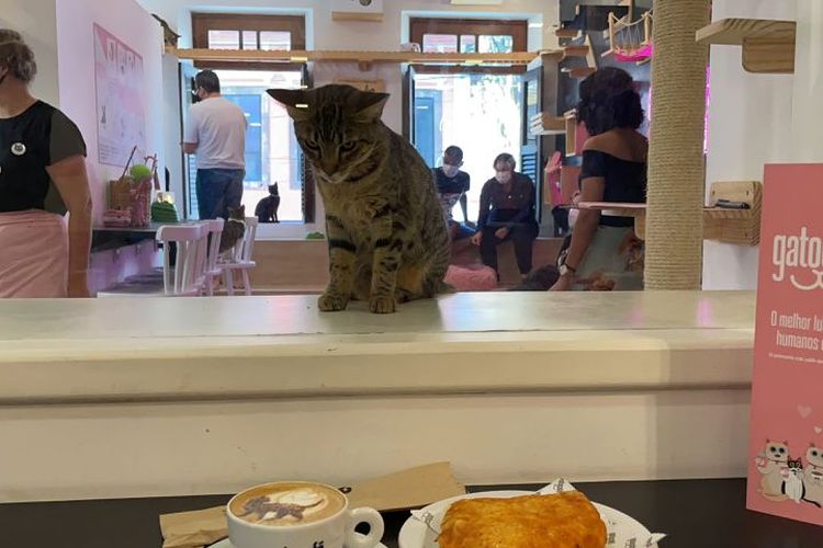 Sebuah kafe kucing bernama Gato Cafe di Rio de Janeiro, Brasil.