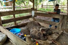 Bayi Gajah yang Terluka di Pidie Berhasil Dievakuasi ke Aceh Besar