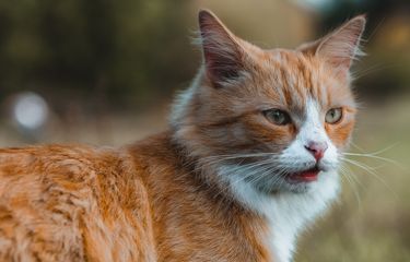 Ribuan Tahun yang Lalu Kucing Tak Mengeong, Ini Sebabnya