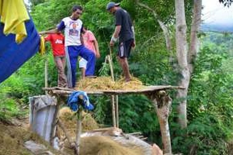 Warga petani di Kampung Betong Torok, Desa Ranakolong, Kecamatan Kota Komba, Manggarai Timur, Flores, NTT sedang riik kozu (injak padi) untuk memisahkan batang gabah dengan gabahnya di sebuah ladang di dekat kampung tersebut. Di kampung-kampung masih dilaksanakan secara tradisional pada Juli 2016 lalu.