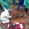 BKSDA Evakuasi Orangutan yang Terjebak di Perkebunan PTPN Aceh Timur