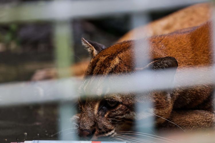 One of two golden cats released into the wild at Bukit Barisan National Park during their rehabilitation at the ASTI Animal Rehabilitation Center in Bogor, West Java, Monday (7/12/2020)