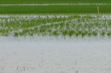 Puluhan Hektar Sawah Terendam Banjir di Purworejo, Perbaikan Irigasi Dibutuhkan