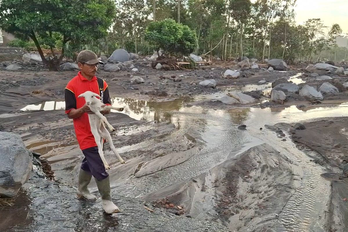 Warga evakuasi ternak yang masih hidup dari reruntuhan permukiman 