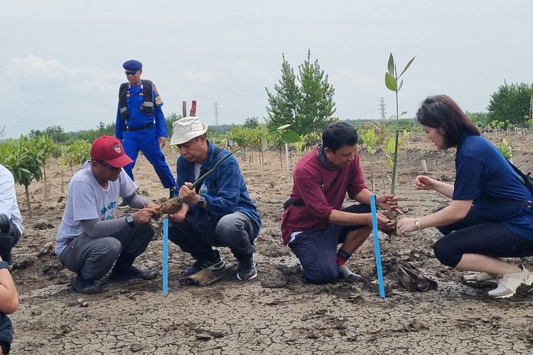 Penanaman mangrove dilakukan di pesisir laut Desa Sungsang IV, Kabupaten Banyuasin, Provinsi Sulawesi Selatan, Kamis (29/8/2024). Hamparan lahan mangrove tersebut merupakan bagian dari lahan rehabilitasi mangrove yang diinisiasi Center for International Forestry Research (CIFOR). Melalui program bernama  Mangrove Restoration and Ecotourism (SMART), CIFOR berkolaborasi dengan Universitas Sriwijaya dan Forum Daerah Aliran Sungai Sumatra Selatan (Forum DAS Sumsel) serta didukug Temasek Foundation, ogranisasi filantropi asal Singapura.