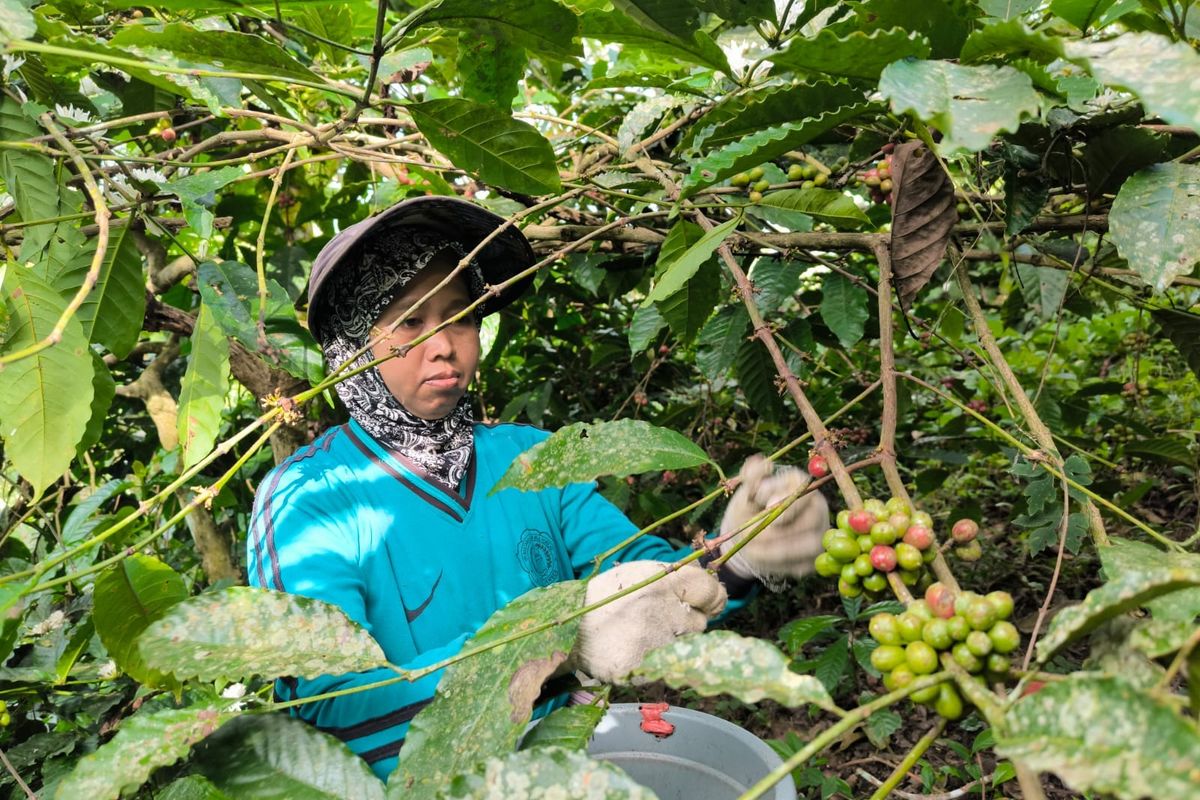 Eli Ermawati, istri Sunari petani kopi robusta Desa Mulyorejo Kecamatan Silo Kabupaten Jember memetik kopi di kebunnya. 
