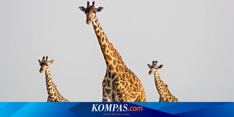Kenapa Jerapah Langsung Bisa Berlari Sesaat Setelah Dilahirkan Halaman All Kompas Com