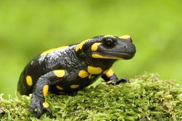 Salamander adalah hewan amfibi yang bisa menggigit tap tidak berbahaya. 