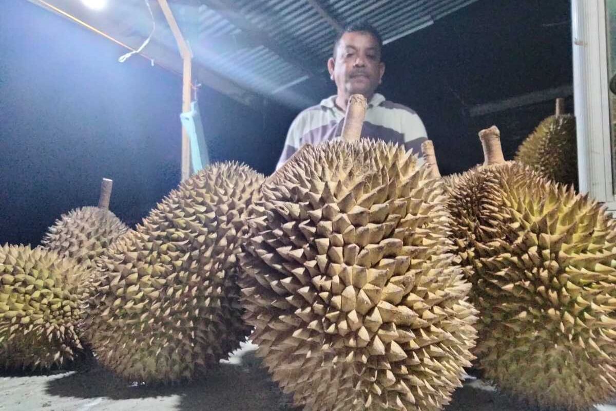 Pedagang durian montong di Desa Kandang, Kecamatan Muara Dua, Kota Lhokseumawe, Provinsi Aceh, Sabtu (19/12/2022) malam. Durian ini dibandrol Rp 50.000 per kilogram lengkap dengan kulitnya.