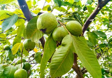 Begini Cara Okulasi Jambu Biji yang Benar
