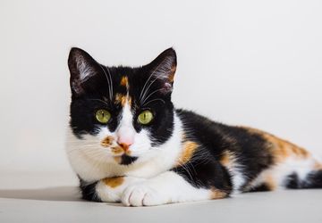 Cara Melatih Kucing agar Mengenali Namanya