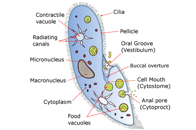 Diagram berlabel Paramecium