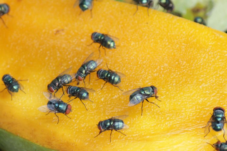 Ilustrasi lalat buah.
