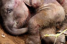 Cari Penyebab Kematian Gajah Amirah, BKSDA Lakukan Otopsi