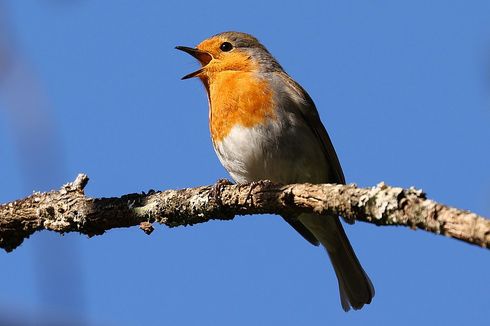 Misteri Migrasi Burung hingga Ribuan Kilometer Hampir Terpecahkan