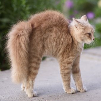 Ilustrasi kucing melengkungkan punggungnya