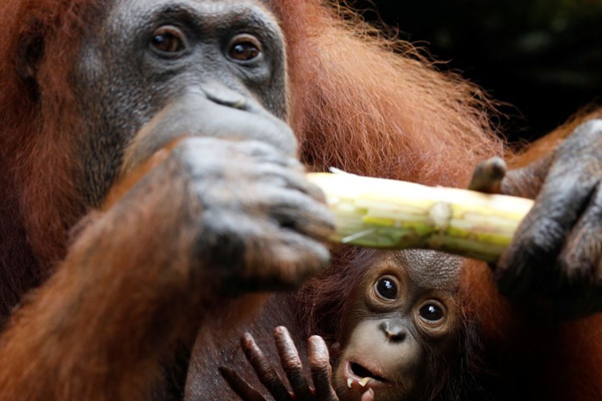 Bayi orangutan bernama Khansa bersama induknya Anita 