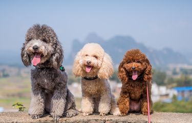 Kelebihan dan sale kekurangan toy poodle