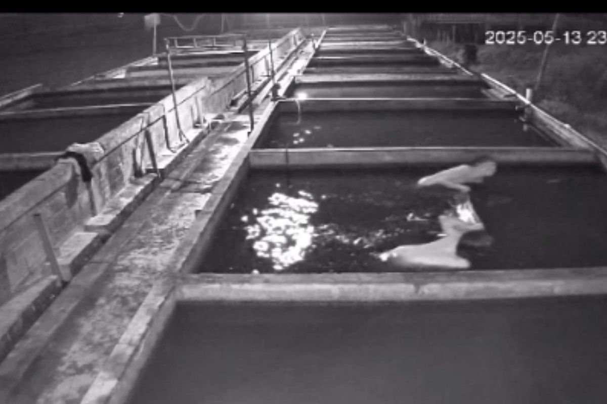 Aksi pria tanpa busana curi lele di Lumajang.