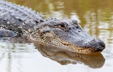 Ilustrasi aligator 