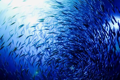 Studi Baru, Populasi Ikan di Lautan Dunia Menurun Drastis
