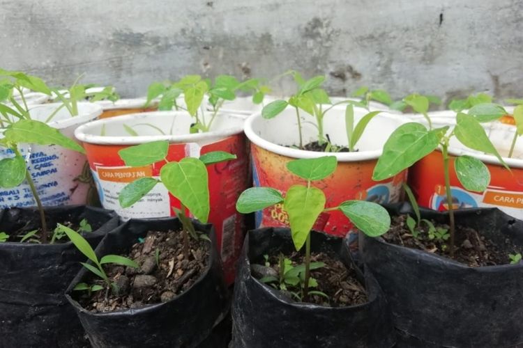 Wadah bekas mi instan juga bisa dijadikan lahan bertanam cabai rawit