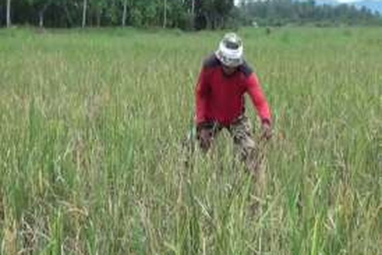 Ratusan hektar padi di Pinrang sulawesi selatan gagal panen lantarean diserang hamam tikus ganas.  Hamparan laha padi yang sudha berbuah mati dan kekeirngan diserang hama tikus.