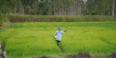 Produksi Beras Nasional Naik, Peneliti LPEM UI: Swasembada Sudah di Depan Mata
