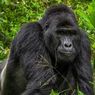 Gorila Rafiki Tewas Dibunuh di Uganda, Pelaku Dipenjara 11 Tahun