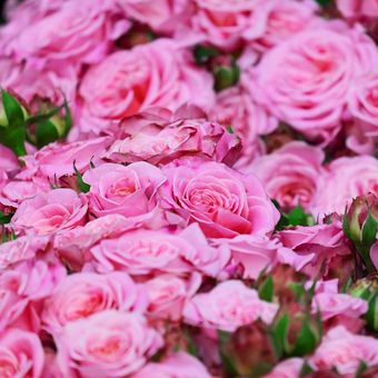 Ilustrasi bunga mawar merah muda, mawar pink.