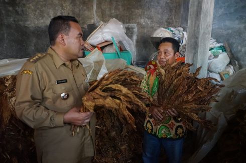 Bupati Arief Rohman Bertekad Kuat Kembangkan Pertanian Tembakau di Blora