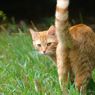 10 Arti Gerakan Ekor Kucing, 