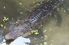 Sedang Cuci Udang Hasil Tangkapan di Sungai, Nelayan Tewas Diterkam Buaya