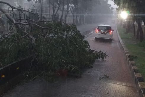 Hujan Deras Sejak Sore, Pohon Tumbang di Delapan Titik Kawasan Jakarta Barat